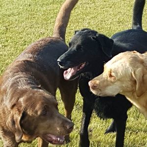 Meet your Posher, Candy